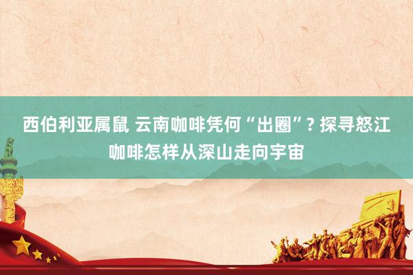 西伯利亚属鼠 云南咖啡凭何“出圈”? 探寻怒江咖啡怎样从深山走向宇宙